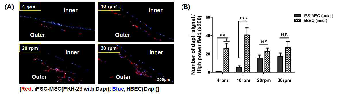 Bioreactor의 회전속도에 따른 기관지지체 내외부의 세포증식 상태를 면역형광염색으로 통한 관찰 (A) 및 이의 정량적 분석 (B)