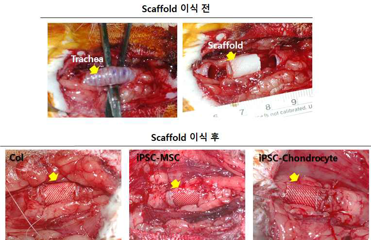 토끼 기관 절단 모델을 통한 인공 기관 지지체의 생체 이식 모습