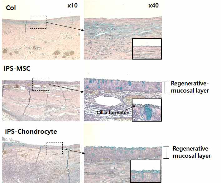 이식부위의 기관점막 조직의 재생 분석을 위한 Alcian blue 조직염색 결과