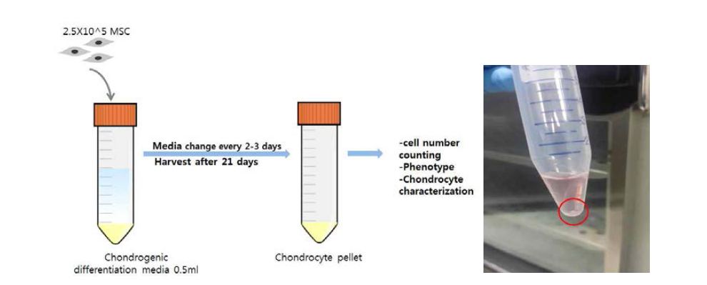 Chordrocyte 분화 유도 방법 및 분화된 chondrocyte (round ball)