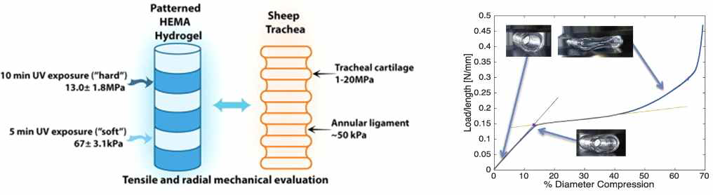 실제 sheep의 기관 물성을 모방한 형태의 하이드로겔 타입의 인공기도 제조에 관한 연구
