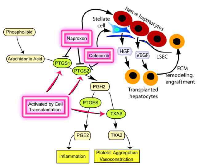 cyclooxygenase pathway와 간세포의 생착