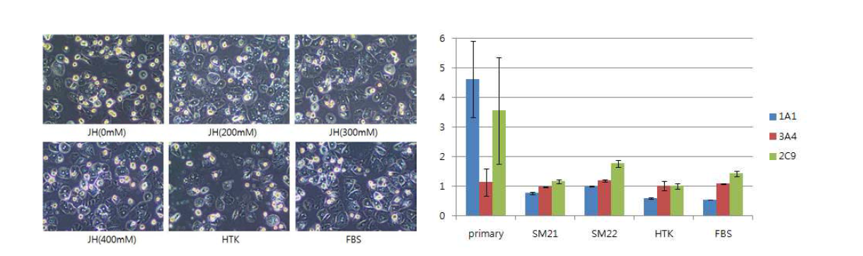 다양한 동결보존 용액에 따른 간세포의 P450 활성 및 plating후 세포모양
