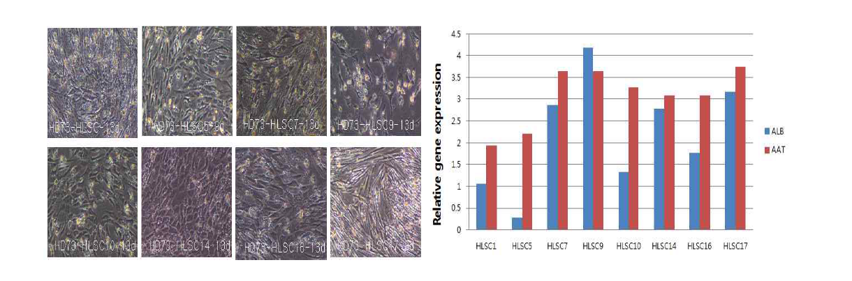 HLSCs의 간세포로의 분화후 세포모양 및 간세포 분화 marker 발현