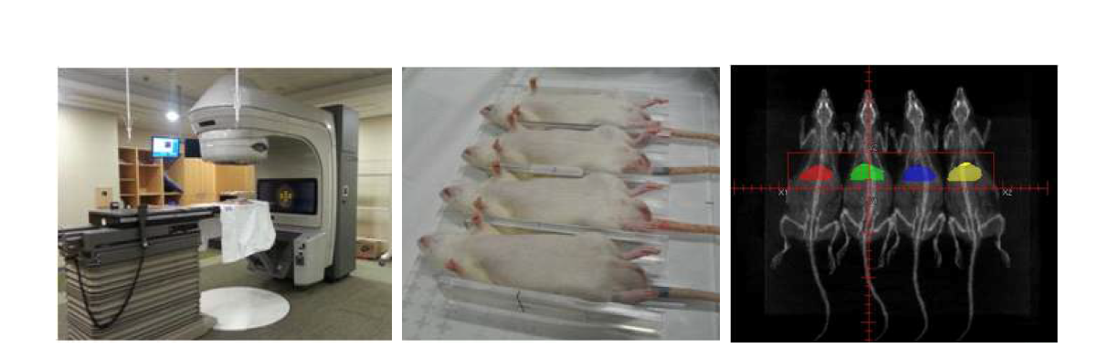 랫드의 전체 간 방사선 조사를 실시하기 위한 장비 및 CT 스캔 후 설계된 방사선 조사부위