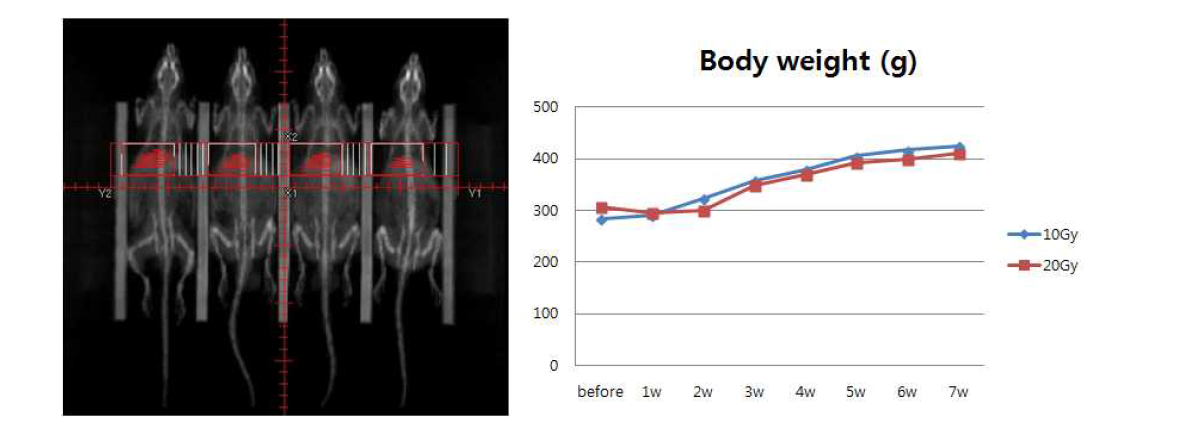 랫드의 부분 간 방사선 조사를 위한 설계 및 방사선 조사 후 체중의 변화
