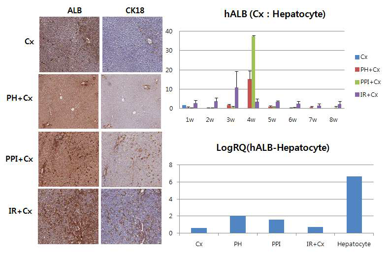 부분 간 절제, 문맥 색전, 방사선 조사법을 실시한 후 간세포 이식 8주 후 human ALB, CK18 면역화학염색, 혈청 내 human albumin량 측정 및 human albumin gene 발현량 비교