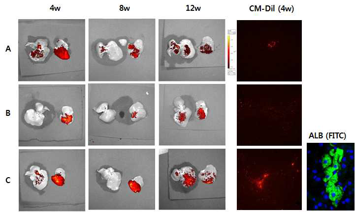 CM-Dil labeling한 이식한 간세포와 간 줄기세포의 4, 8, 12주째 확인 (A : HLSC, B : Hepatocyte, C : HLSC+Hepatocyte)