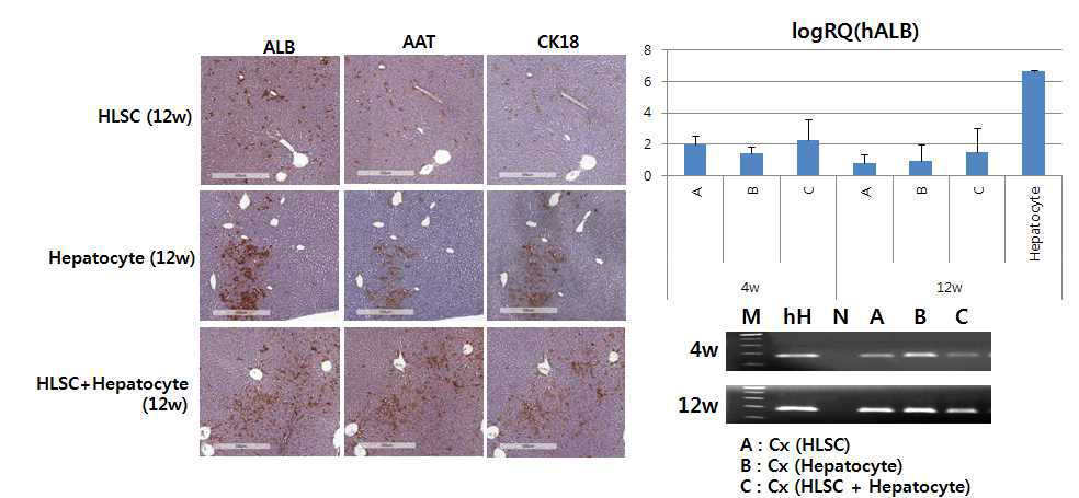 12주째 A, B, C 그룹의 간조직에서 면역염색법에 의한 이식한 세포의 확인 및 4주, 12주째 각 그룹의 간조직에서 human albumin gene 발현 확인