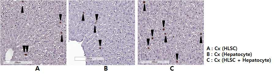 A, B, C그룹의 간조직에서 BrdU 염색법에 의한 증식 세포의 확인