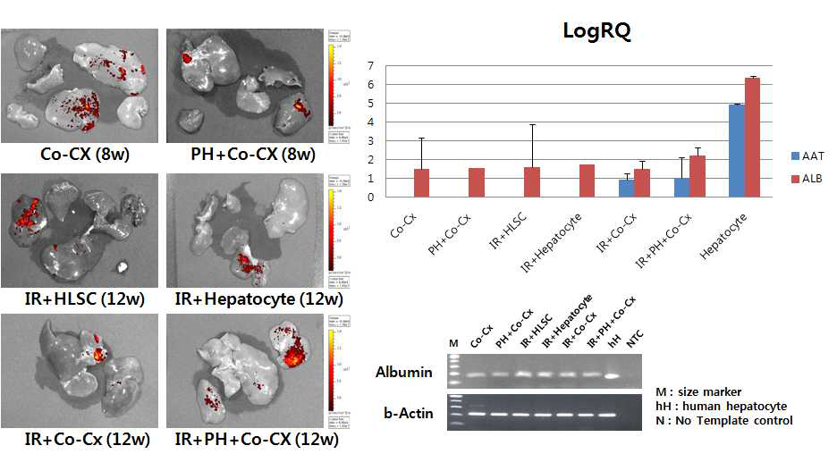 간세포, 간 줄기세포의 동시 이식방법과 방사선 조사법에 부분 간 절제법을 접목하여 실시한 후 8주-12주 후 CM-DIL 형광 측정을 통한 이식한 세포의 잔존 유무 확인 및 human albumin gene 발현량 비교