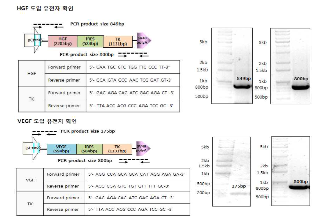 보고서 히알루론산으로 표면개질된 항암 유전자변형 줄기세포치료제 개발