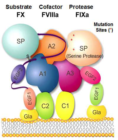9인자와 Cofactor (FVIIIa) 및 Substrate (FV)의 결합 모식도