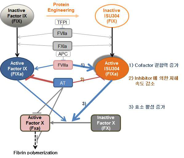 ISU304의 생화학적 특성 변화를 통한 응고 활성의 증가