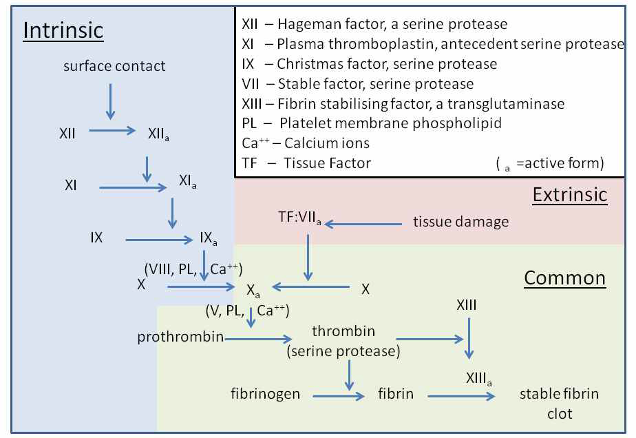 혈액응고의 3가지 경로