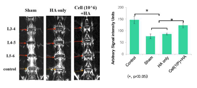 비임상 효력 시험: 탯줄유래 중간엽줄기세포-히알루론산 지지체 이식후 MRI.