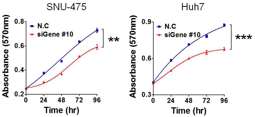 Gene #10의 발현억제에 따른 간암세포의 생장변화