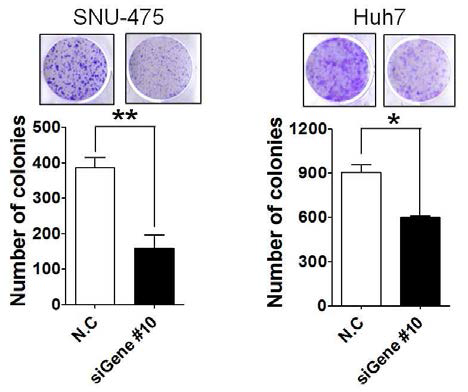 Gene #10 발현 저해에 따른 간암세포의 콜로니 형성능 변화