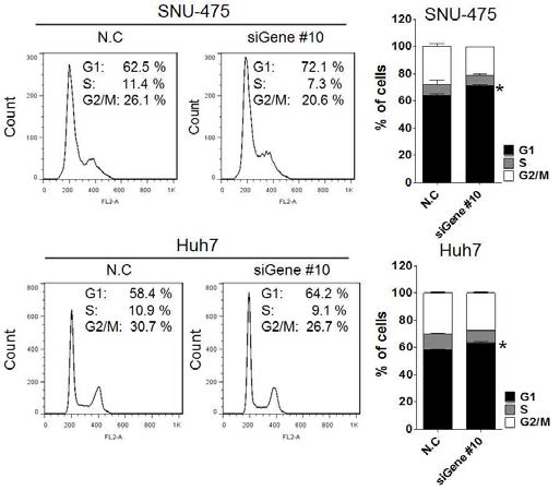 Gene #10의 발현 저해에 따른 간암세포의 세포주기 과정 비율변화