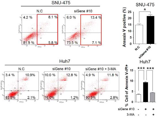 Gene #10의 발현 저해에 따른 간암세포의 세포사멸 확인