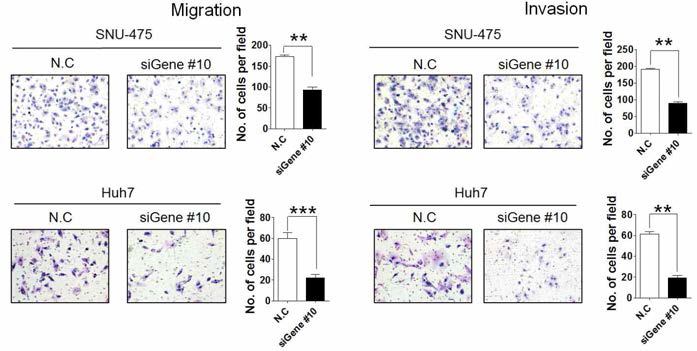 Gene #10의 발현 억제시 간암세포의 이동성 및 침윤성 변화 확인