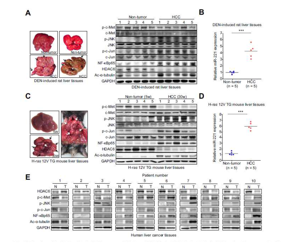 간암 마우스 모델에서 miR-221과 HDAC6 발현 분석