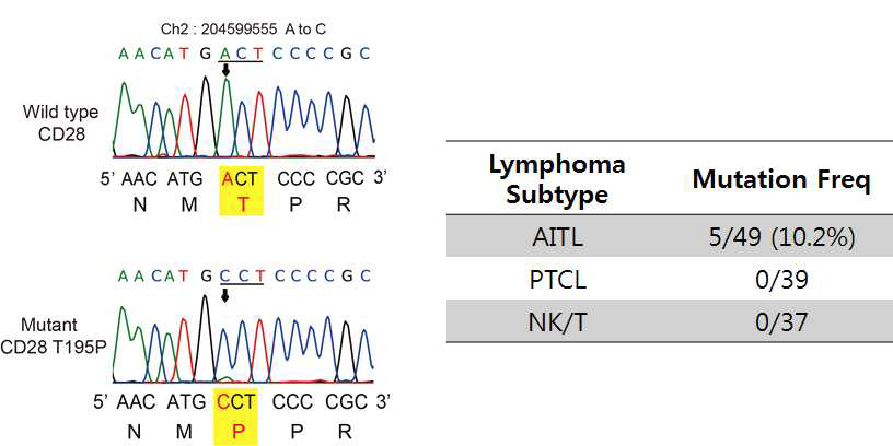 CD28 T195P 돌연변이 확인 및 빈도 조사표