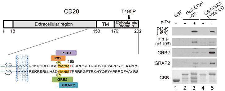 CD28 구조와 cytoplasmic domain에 결합하는 단백질