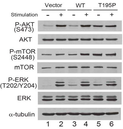 CD28 T195P 발현이 AKT, mTOR, ERK 인산화를 증가함.