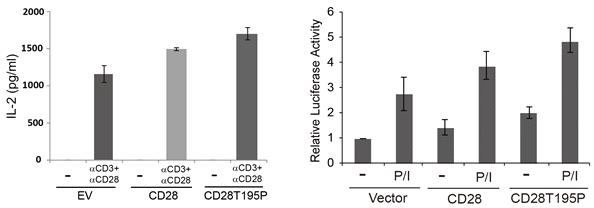 CD28 T195P 돌연변이 발현이 interleukin 2 (IL-2)와 NF-kB 신호전달에 미치는 영향