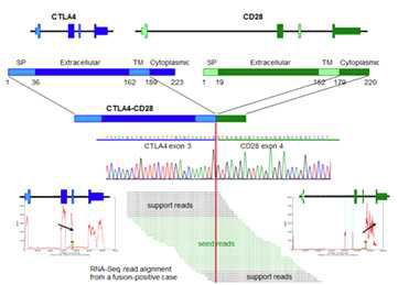 RNA-sequencing 결과 및 해당 검체의 Sanger seqeuncing chromas