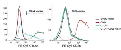 Jurkat 세포주에서 CTLA4-CD28의 과발현 후, 항체 염색을 통해 FACS로 발현을 확인하였음