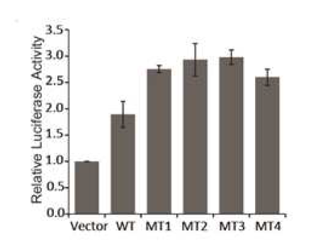 TBL1XR1의 wild type과 각 변이의 발현에 따른 NF-kB 활성 분석