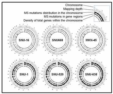 6개의 위암 세포주 유전체에서 WGS를 이용한 circos plot