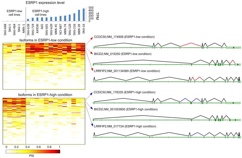 iso-KTSP를 통해서 얻은 ESRP1에 의해서 splicing variant switch가 일어나는 100개의 유전자에 대한 heatmap. 두 heatmap에서 같은 줄에 있는 transcript는 같은 유전자의 다른 splicing variant를 나타냄.