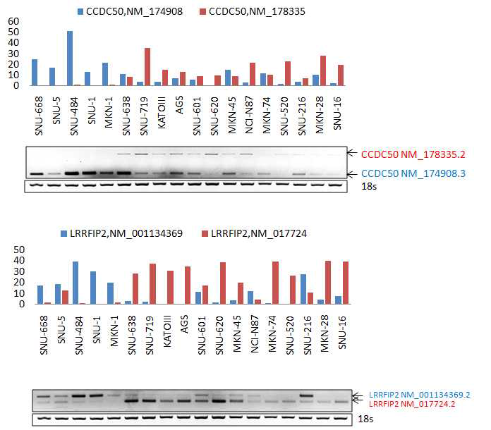 CCDC50과 LRRFIP의 위암세포주에서의 alternative splicing switch