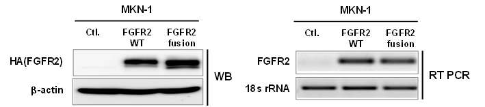확립된 세포주에서 정상 및 융합 FGFR2 단백질 및 mRNA의 과발현 확인