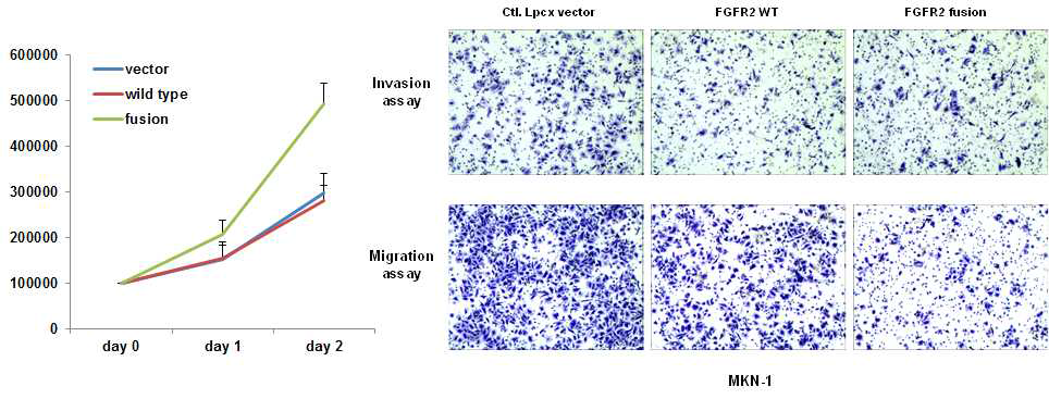 FGFR2 융합유전자에 의한 세포 증식, 전이능 및 이동능 변화 확인