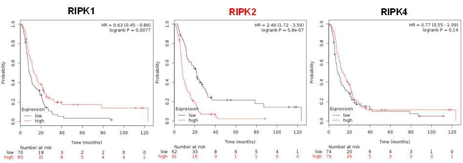 5-FU를 투여한 진행성 위암 환자군의 생존률과 RIPK2의 발현량과의 상관 관계.