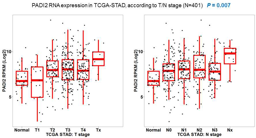 TCGA database에서 T/N 단계에 따른 PADI2 유전자 발현 분석
