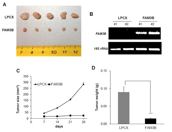 FAM3B 단백질 과발현에 의한 위암 세포주의 암형성 억제 능력 in vivo 분석
