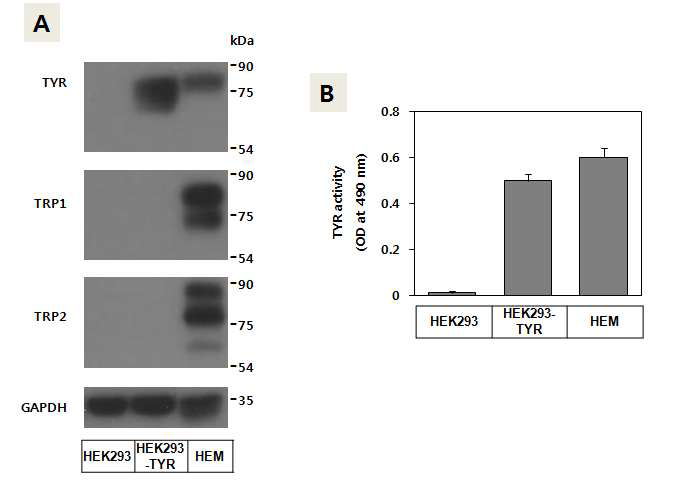 인체 타이로시나제를 발현하는 HEK293-TYR 세포주