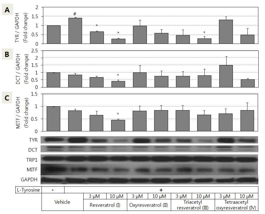 멜라닌 합성 효소의 발현에 대한 레스베라트롤 유도체들의 영향