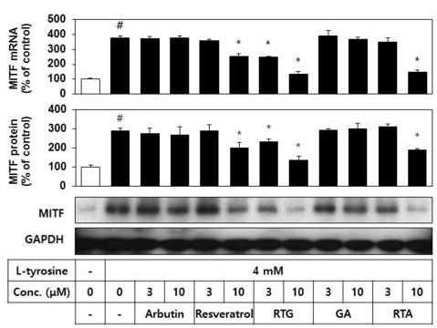 Effects of arbutin, resveratrol,RTG, GA, and RTA on the expression of MITF mRNA and protein in HEMs.