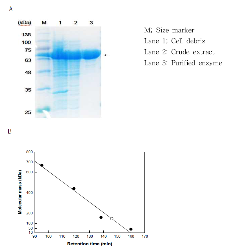 SDS-PAGE analysis and molecular mass determination of the oleate hydratase from S. nitritireducnes