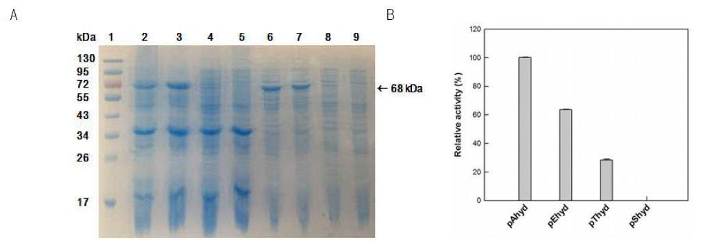 Effect of plasmid on the expression of linoleate 13-hydratase from L. acidophilus in E. coli