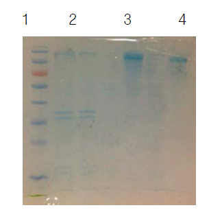 SDS-PAGE analysis of purified enzyme from each purification step