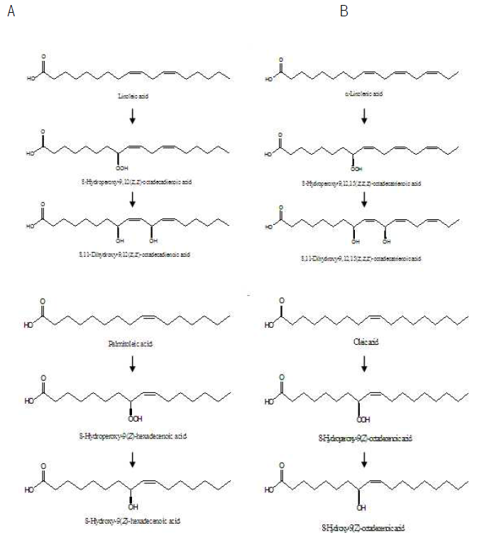 Scheme of (A) 8,11-diHODE, (B) 8,11-diHOTrE, (C) 8-HHME, (D) 8-HOME production from linoleic acid, α-linolenic acid, palmitoleic acid, oleic acid