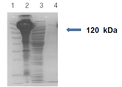 SDS-PAGE analysis of purified recombinant enzyme from each purification step