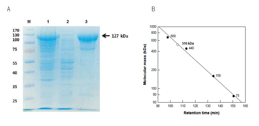 SDS-PAGE analysis and molecular mass determination of the 7,8-diol synthase from Glomerella cingulate